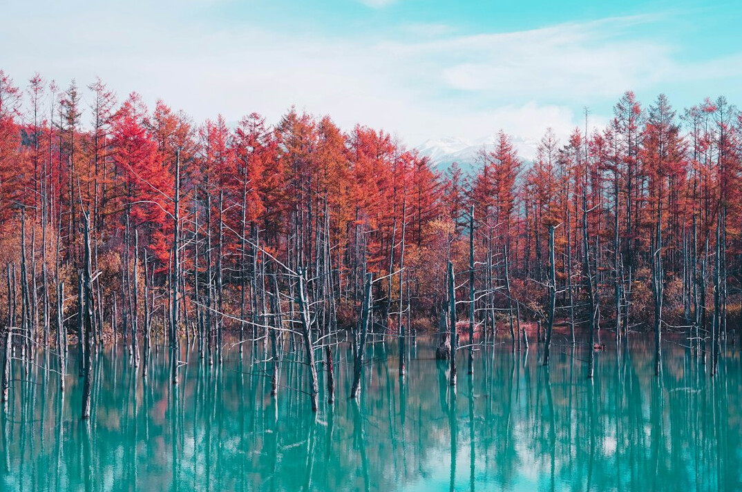Scenic autumn landscape in Hokkaido with colorful trees and lake