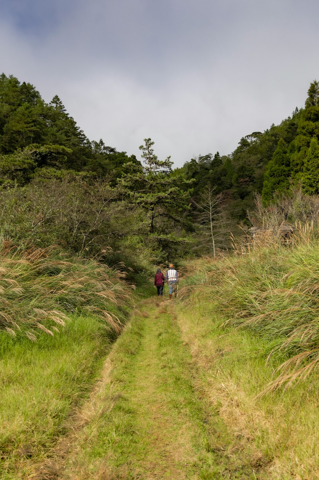 Japanese seniors hiking together on a nature trail with walking poles